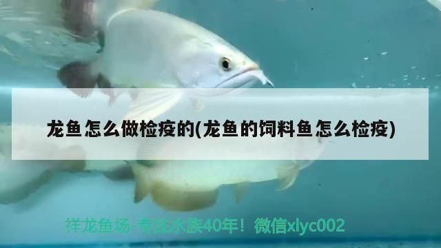 龍魚需要檢疫嗎vs祥龍魚場：檢疫要求與龍魚養殖 龍魚需要檢疫嗎vs祥龍魚場：檢疫要求與龍魚養殖 vs祥龍魚場 第1張