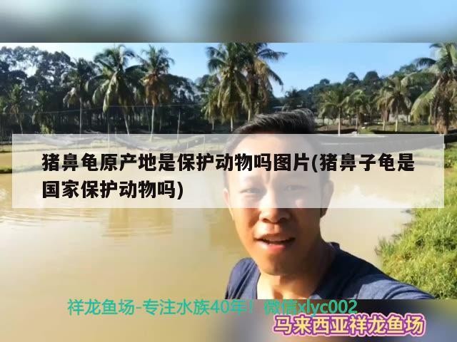 豬鼻龜原產地是保護動物嗎圖片(豬鼻子龜是國家保護動物嗎)