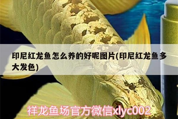 印尼紅龍魚怎么養的好呢圖片(印尼紅龍魚多大發色)