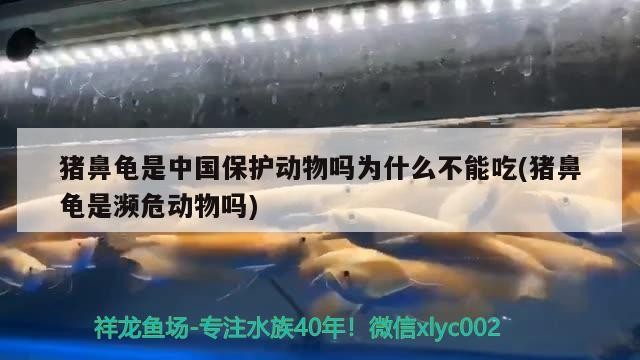 豬鼻龜是中國保護動物嗎為什么不能吃(豬鼻龜是瀕危動物嗎) 豬鼻龜是中國保護動物嗎為什么不能吃(豬鼻龜是瀕危動物嗎) 豬鼻龜百科