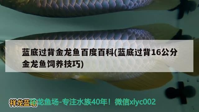 藍(lán)底過背金龍魚百度百科(藍(lán)底過背16公分金龍魚飼養(yǎng)技巧)
