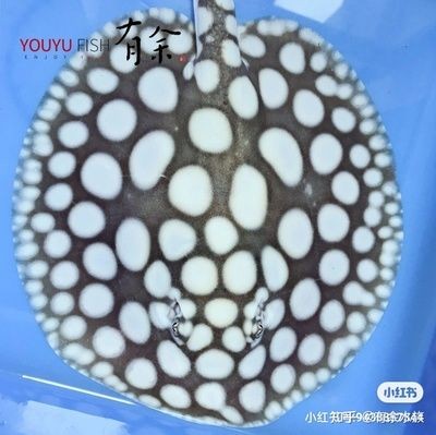 魟魚常見疾病的早期癥狀：魟魚常見疾病及其早期癥狀