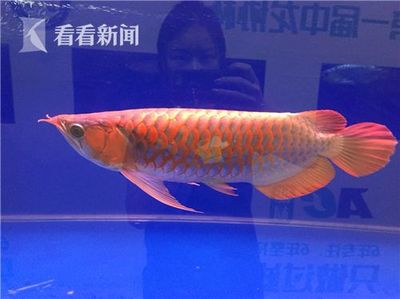 遂寧水族館魚缸價格表大全及圖片介紹