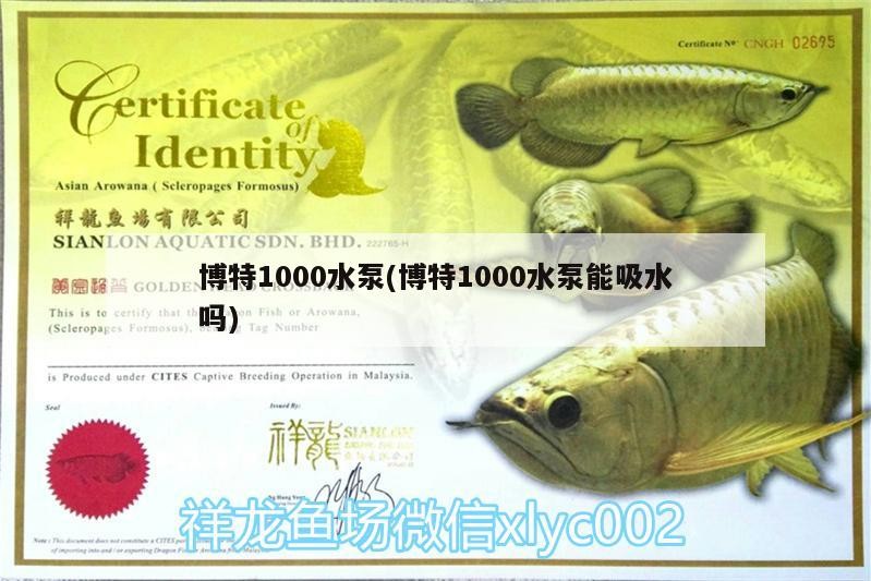 博特1000水泵(博特1000水泵能吸水嗎)