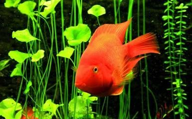 家里養紅龍魚吉利嗎：紅龍魚選購注意事項 家里養紅龍魚吉利嗎：紅龍魚選購注意事項 紅龍魚百科 第2張