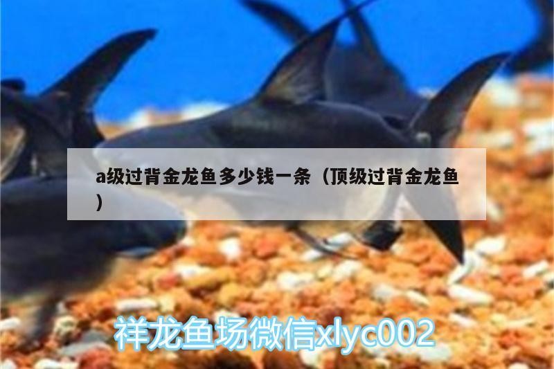 龍魚干蝦有營養嗎 a級過背金龍魚多少錢一條(頂級過背金龍魚) 金龍魚百科 a級過背金龍魚多少錢一條(頂級過背金龍魚) a級過背金龍魚多少錢一條(頂級過背金龍魚) 金龍魚百科