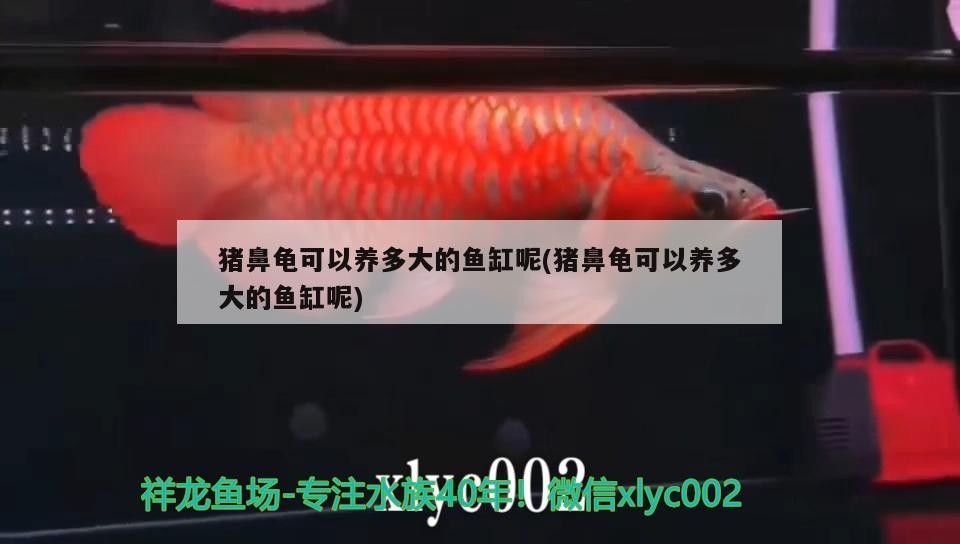 豬鼻龜可以養多大的魚缸呢(豬鼻龜可以養多大的魚缸呢) 豬鼻龜可以養多大的魚缸呢(豬鼻龜可以養多大的魚缸呢) 豬鼻龜百科 第1張