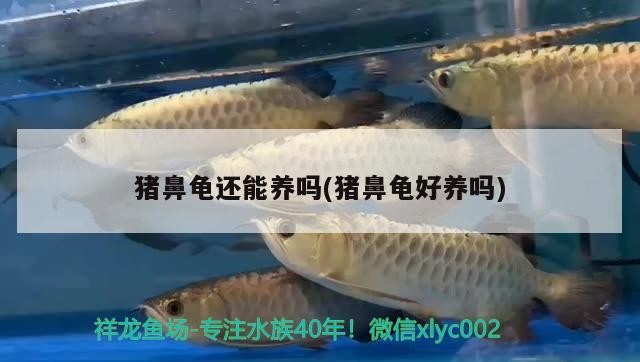 豬鼻龜還能養嗎(豬鼻龜好養嗎)