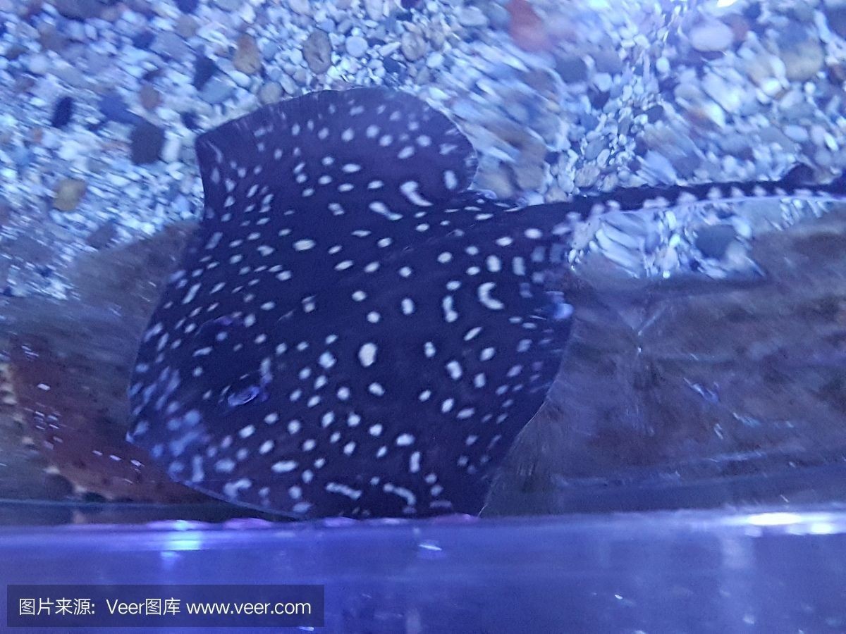 魟魚白點中間有黑點：\"魟魚白點中間有黑點\"