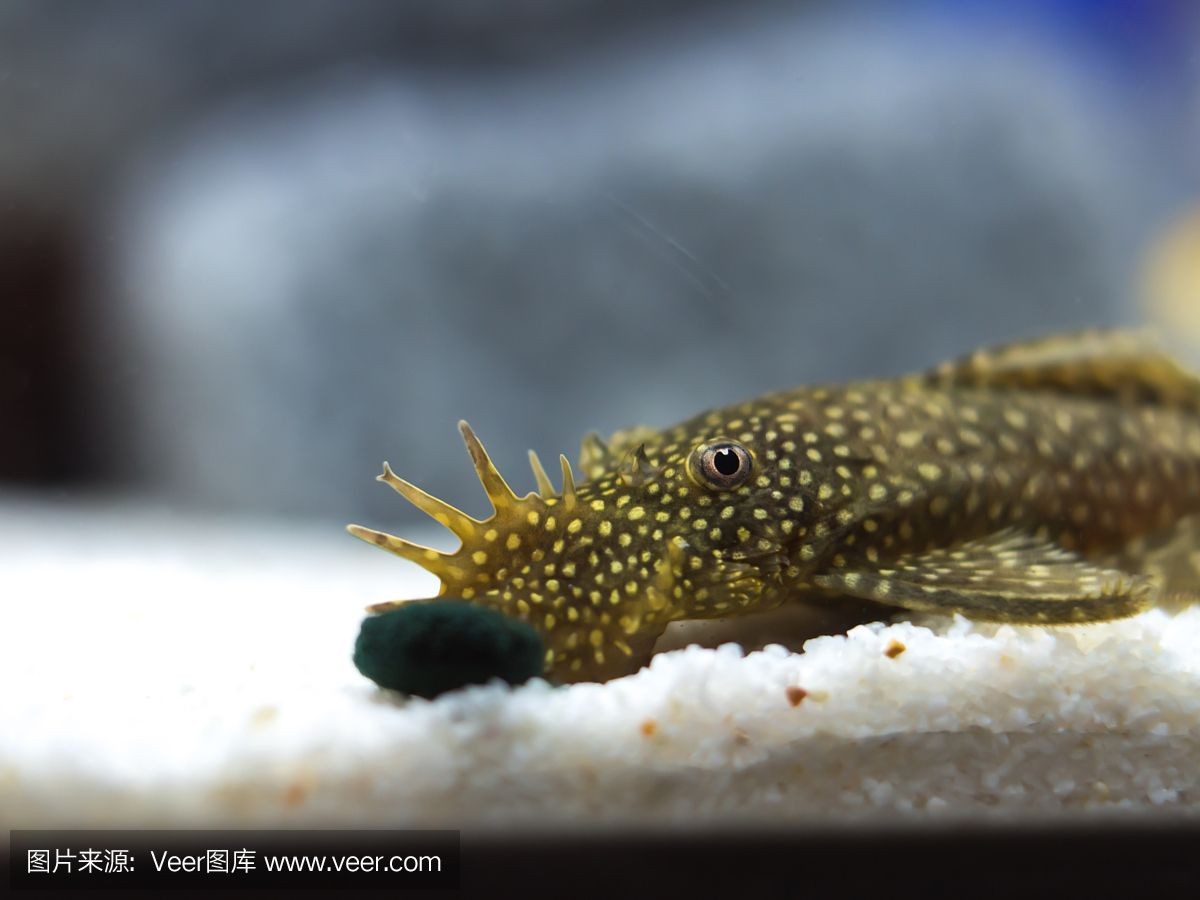 魟魚白點中間有黑點：\"魟魚白點中間有黑點\"
