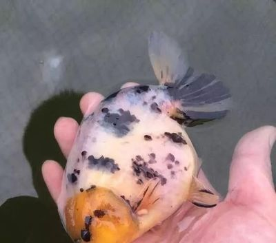 魟魚白點中間有黑點：\"魟魚白點中間有黑點\"