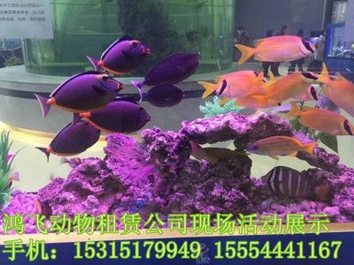 固原水族館vs祥龍魚(yú)場(chǎng)（全球首個(gè)獲得國(guó)際龍魚(yú)繁殖證書(shū)的魚(yú)場(chǎng)之一固原水族館） 固原水族館vs祥龍魚(yú)場(chǎng)（全球首個(gè)獲得國(guó)際龍魚(yú)繁殖證書(shū)的魚(yú)場(chǎng)之一固原水族館） 全國(guó)水族館企業(yè)名錄 第3張