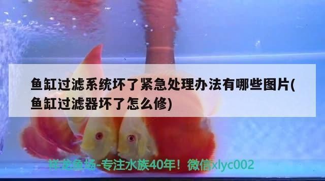 金頭過背金龍魚和24k【金龍魚金頭與小金頭的區別】 金頭過背金龍魚和24k【金龍魚金頭與小金頭的區別】 金龍魚百科