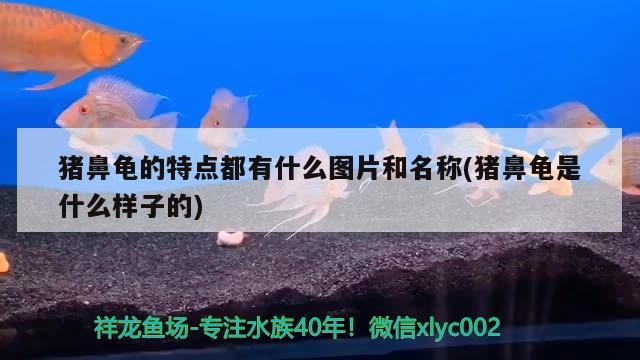 豬鼻龜的特點都有什么圖片和名稱(豬鼻龜是什么樣子的)