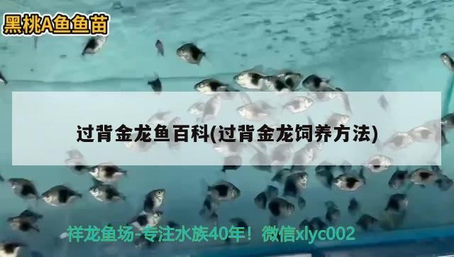 過背金龍魚百科(過背金龍飼養方法) 過背金龍魚百科(過背金龍飼養方法) 金龍魚百科