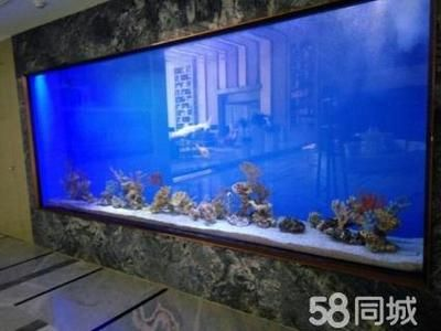 大型海水魚缸造景：大型海水魚缸如何造景