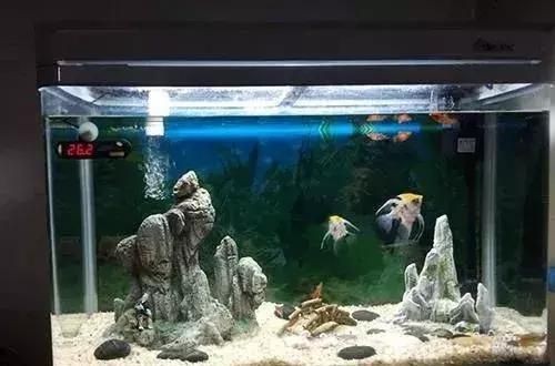 大型海水魚缸造景：大型海水魚缸如何造景