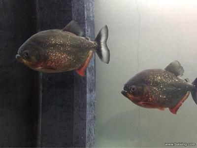 虎魚尺寸相差太大是不是要隔開一點：虎魚在混養時需要注意尺寸差距嗎