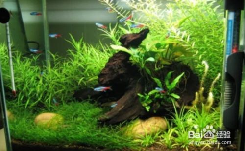 吃魚缸褐藻的都有哪些魚：吃褐藻的魚類有哪些？ 吃魚缸褐藻的都有哪些魚：吃褐藻的魚類有哪些？ 魚缸百科 第1張