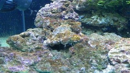 吃魚缸褐藻的都有哪些魚：吃褐藻的魚類有哪些？ 吃魚缸褐藻的都有哪些魚：吃褐藻的魚類有哪些？ 魚缸百科 第3張