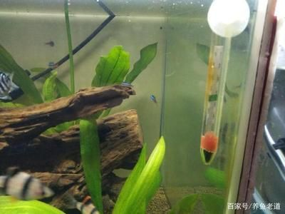 吃魚缸褐藻的都有哪些魚：吃褐藻的魚類有哪些？ 吃魚缸褐藻的都有哪些魚：吃褐藻的魚類有哪些？ 魚缸百科 第2張