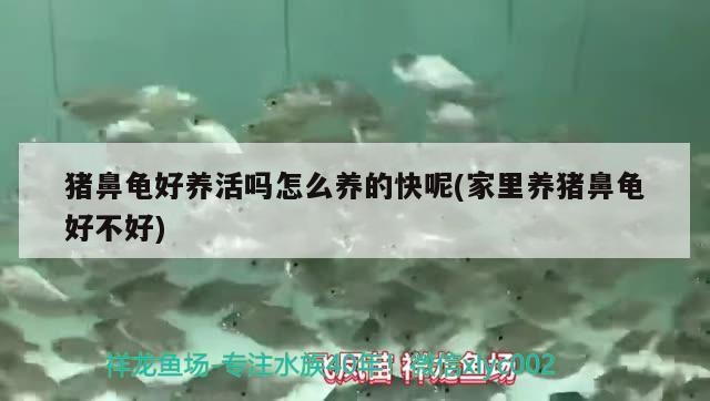 豬鼻龜好養活嗎怎么養的快呢(家里養豬鼻龜好不好)
