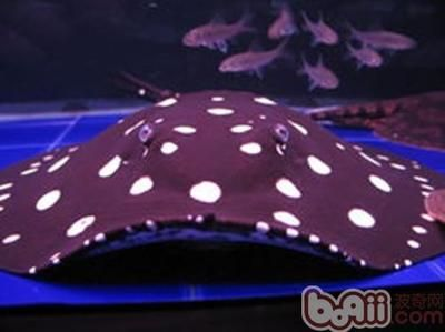 吳忠市利通區水族姑娘水族館：利通區水族姑娘水族館