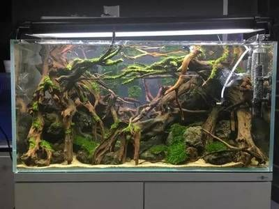 ada水族造景官網：ada水族造景官方網站搜索結果顯示ada產品和造景教程