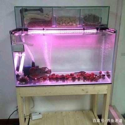 龍魚箭蟲怎么引起的vs祥龍魚場：祥龍魚場的評價如何