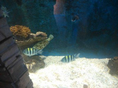 新鄉(xiāng)水族館vs祥龍魚場（探討新鄉(xiāng)水族館與祥龍魚場之間的差異之前需要明確兩者的基本信息）