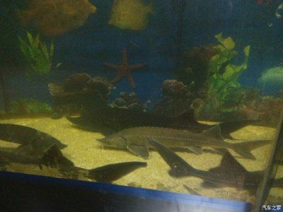 新鄉(xiāng)水族館vs祥龍魚場（探討新鄉(xiāng)水族館與祥龍魚場之間的差異之前需要明確兩者的基本信息）