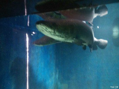 新鄉(xiāng)水族館vs祥龍魚場（探討新鄉(xiāng)水族館與祥龍魚場之間的差異之前需要明確兩者的基本信息）