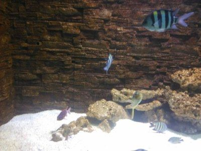 新鄉(xiāng)水族館vs祥龍魚場（探討新鄉(xiāng)水族館與祥龍魚場之間的差異之前需要明確兩者的基本信息）