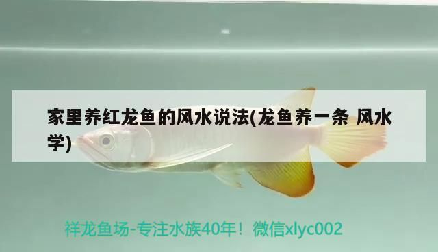 家里養紅龍魚的風水：紅龍魚養殖注意事項紅龍魚與家居裝飾搭配紅龍魚招財效果案例