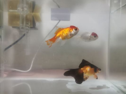 龍魚互相咬尾巴vs祥龍魚場：關于龍魚互相咬尾巴的一些詳細信息