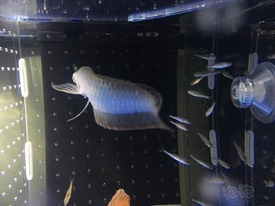 龍魚互相咬尾巴vs祥龍魚場：關于龍魚互相咬尾巴的一些詳細信息