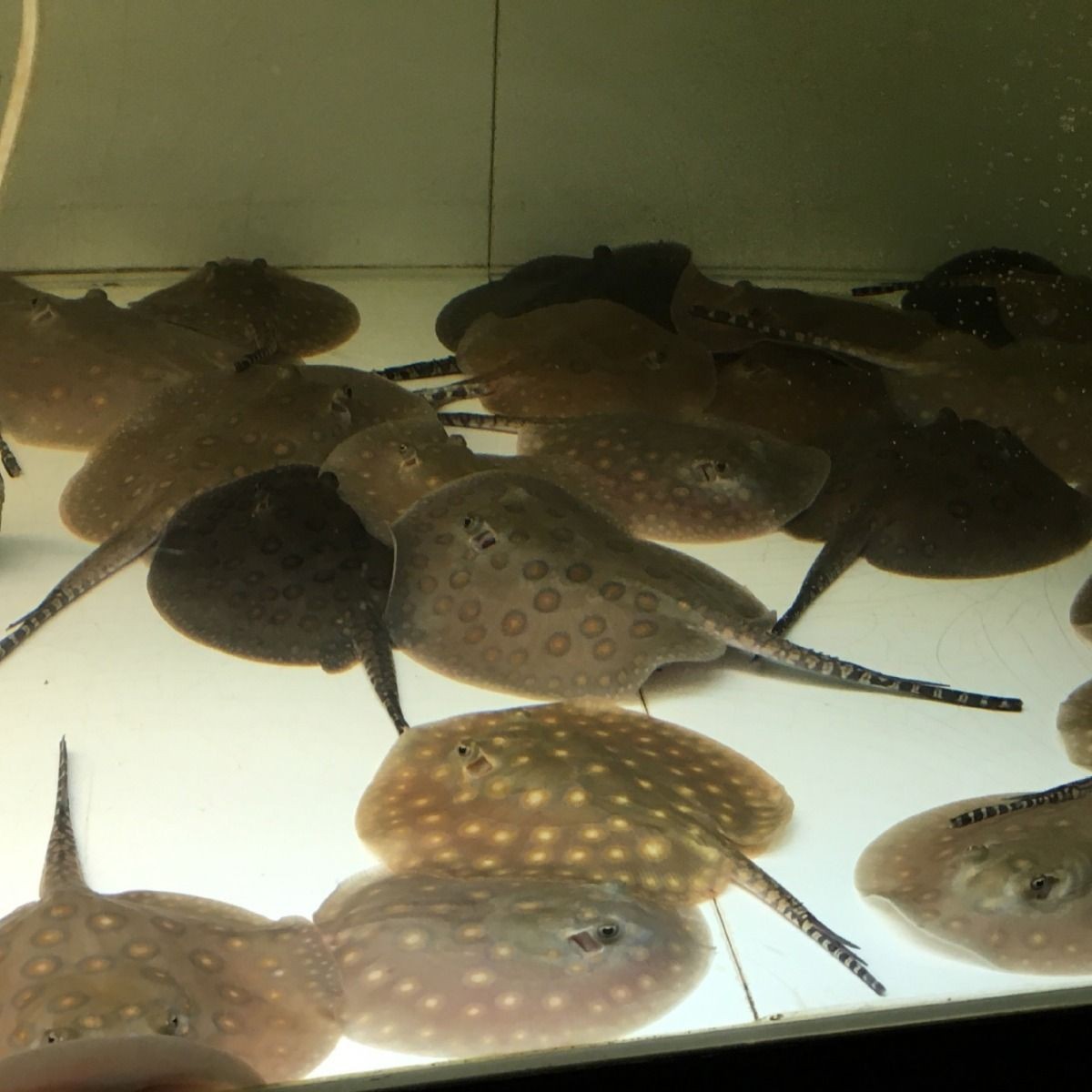 黑金魟魚繁殖后疾病預防措施：黑金魟魚繁殖后如何控制水溫繁殖后的疫苗接種指南