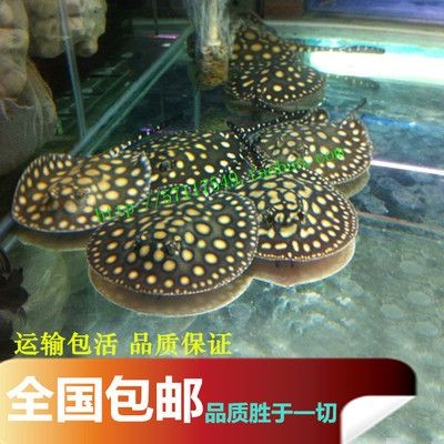 黑金魟魚繁殖后疾病預防措施：黑金魟魚繁殖后如何控制水溫繁殖后的疫苗接種指南
