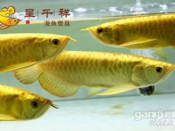 黑金魟魚繁殖后疾病預防措施：黑金魟魚繁殖后如何控制水溫繁殖后的疫苗接種指南