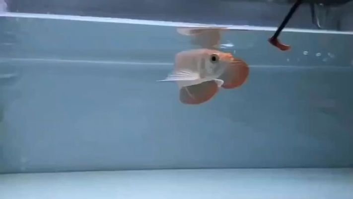 龍魚訓食教學vs祥龍魚場：祥龍魚場的養殖技術
