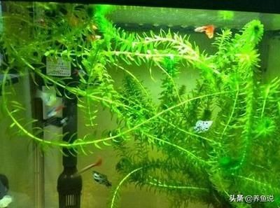 從哪里可以買到便宜的魚缸水草：如何購(gòu)買便宜的魚缸水草