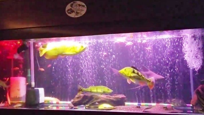 我的虎魚真菌感染了要怎么處理 虎魚混養漢鯊:虎魚和漢鯊在混養方面有可能性嗎? 虎魚百科 虎魚混養漢鯊:虎魚和漢鯊在混養方面有可能性嗎? 虎魚混養漢鯊:虎魚和漢鯊在混養方面有可能性嗎? 虎魚百科