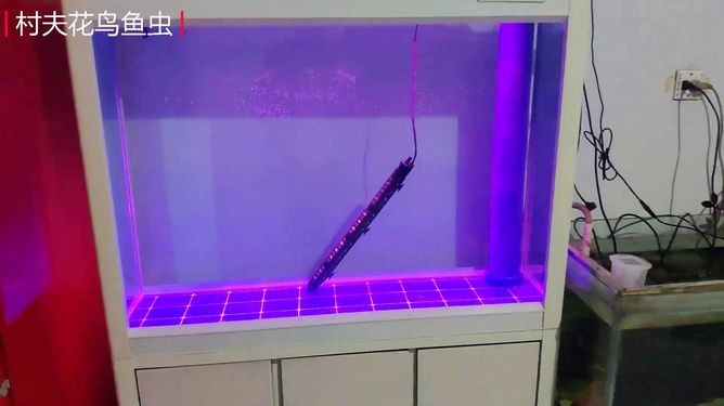 虎魚苗溫度多少合適養：虎魚苗水溫多少合適養