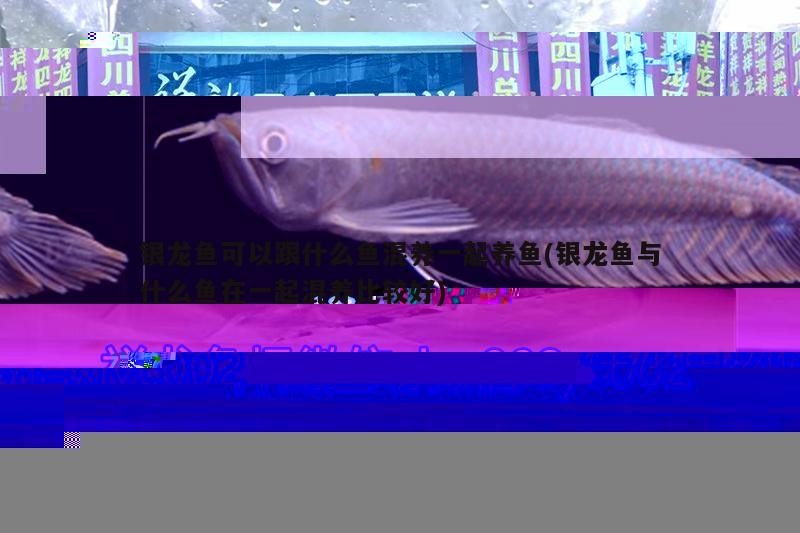 銀龍魚呼吸張嘴嗎(銀龍魚呼吸張嘴嗎圖片)