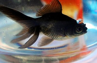 黑金魚（墨龍睛的養殖技巧與疾病預防養金魚不僅僅是一項愛好）