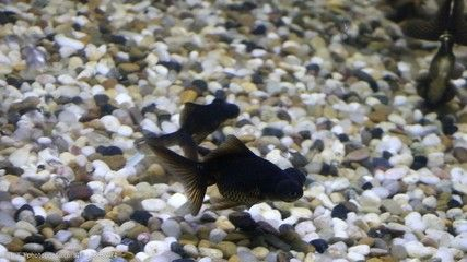 黑金魚（墨龍睛的養殖技巧與疾病預防養金魚不僅僅是一項愛好）