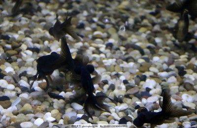 黑金魚（墨龍睛的養殖技巧與疾病預防養金魚不僅僅是一項愛好）