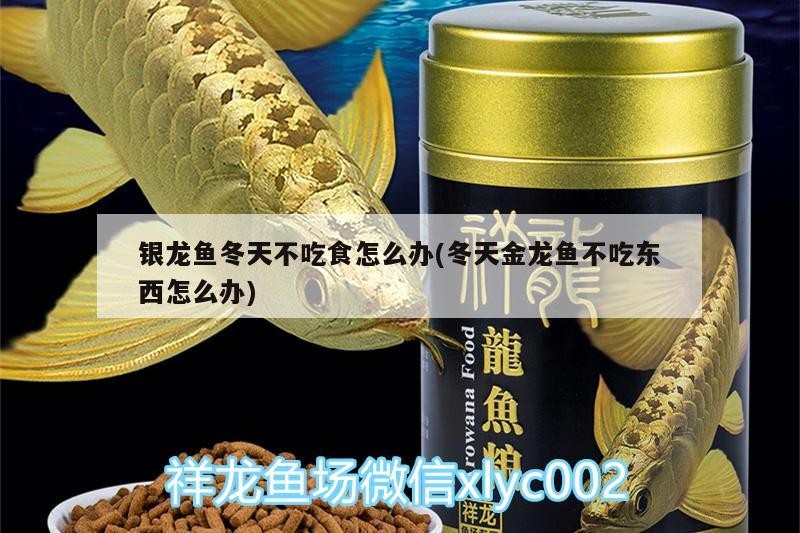 銀龍魚冬天不吃食怎么辦(冬天金龍魚不吃東西怎么辦)