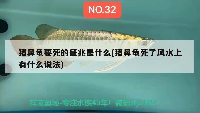 豬鼻龜要死的征兆是什么(豬鼻龜死了風水上有什么說法)