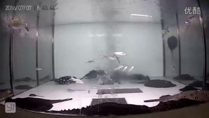 黑金魟魚繁殖條件探究：黑金魟魚的繁殖 黑金魟魚繁殖條件探究：黑金魟魚的繁殖 魟魚百科 第1張